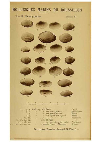 Reproducción/Reproduction 49806981706: Les mollusques marins du Roussillon. Paris :J.-B. Baillière,[1882]-[1898]. 