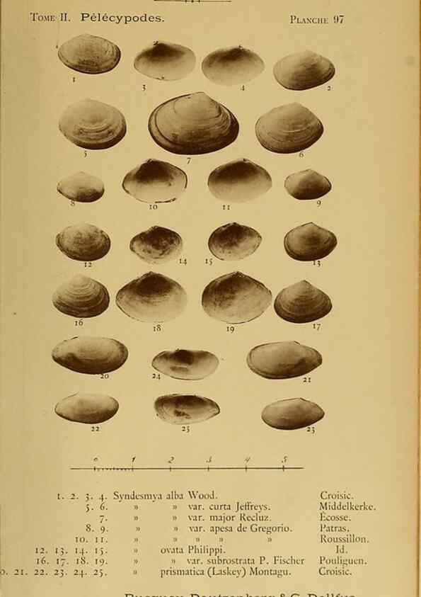 Reproducción/Reproduction 49806981706: Les mollusques marins du Roussillon. Paris :J.-B. Baillière,[1882]-[1898]. 