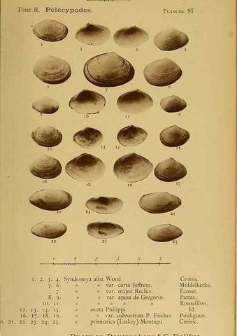 Reproducción/Reproduction 49806981706: Les mollusques marins du Roussillon. Paris :J.-B. Baillière,[1882]-[1898]. 