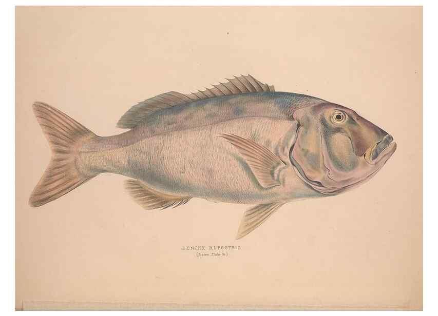 Reproducción/Reproduction 49807322482: Illustrations of the zoology of South Africa. London :Smith, Elder and Co.,1838-1849.. 