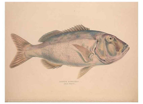 Reproducción/Reproduction 49807322482: Illustrations of the zoology of South Africa. London :Smith, Elder and Co.,1838-1849.. 