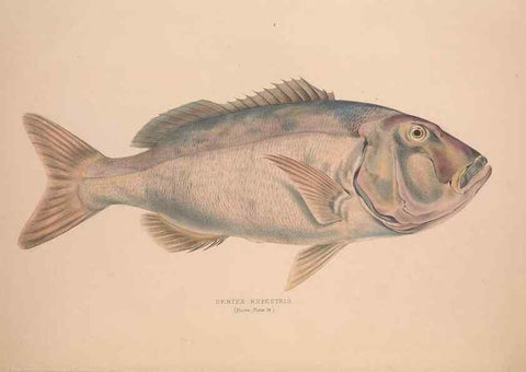 Reproducción/Reproduction 49807322482: Illustrations of the zoology of South Africa. London :Smith, Elder and Co.,1838-1849.. 