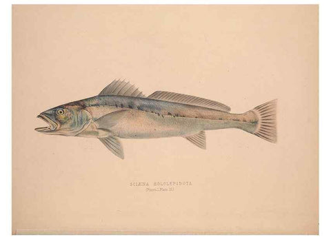 Reproducción/Reproduction 49807322762: Illustrations of the zoology of South Africa. London :Smith, Elder and Co.,1838-1849.. 