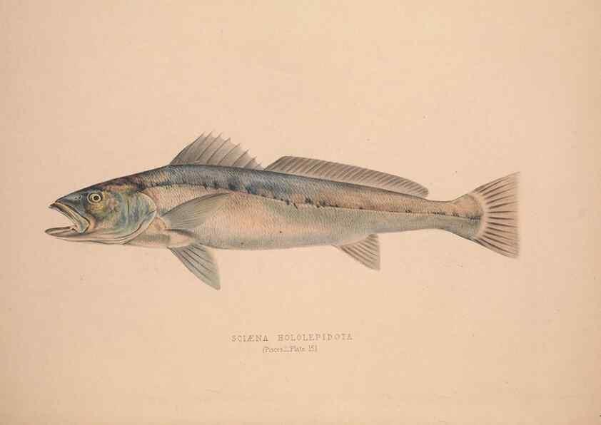 Reproducción/Reproduction 49807322762: Illustrations of the zoology of South Africa. London :Smith, Elder and Co.,1838-1849.. 