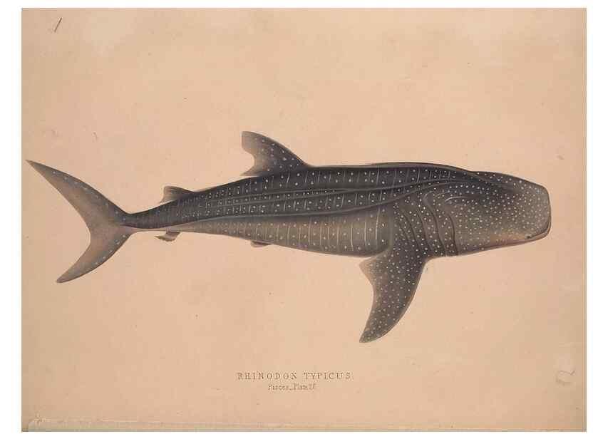 Reproducción/Reproduction 49807326577: Illustrations of the zoology of South Africa. London :Smith, Elder and Co.,1838-1849.. 