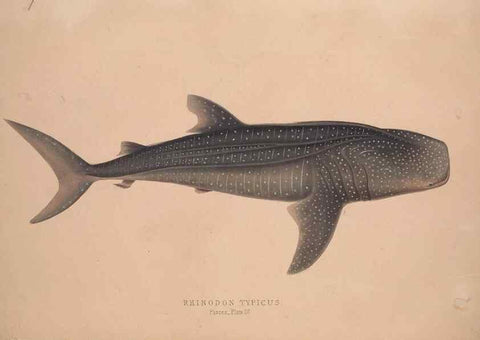 Reproducción/Reproduction 49807326577: Illustrations of the zoology of South Africa. London :Smith, Elder and Co.,1838-1849.. 