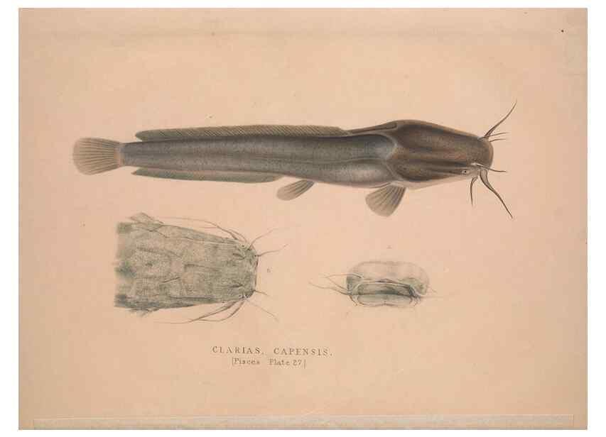 Reproducción/Reproduction 49807017116: Illustrations of the zoology of South Africa. London :Smith, Elder and Co.,1838-1849.. 