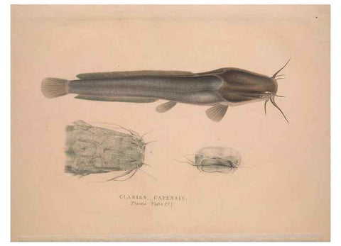 Reproducción/Reproduction 49807017116: Illustrations of the zoology of South Africa. London :Smith, Elder and Co.,1838-1849.. 