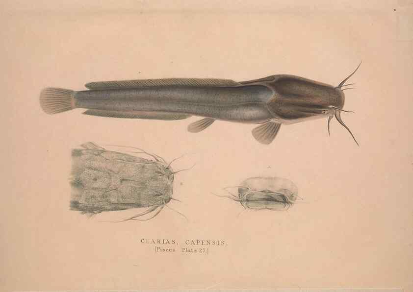 Reproducción/Reproduction 49807017116: Illustrations of the zoology of South Africa. London :Smith, Elder and Co.,1838-1849.. 