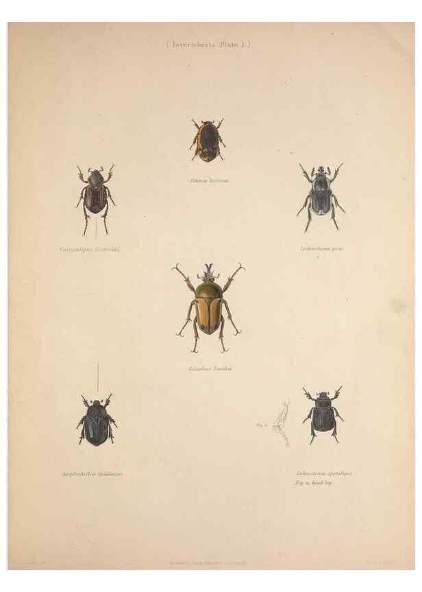 Reproducción/Reproduction 49806492358: Illustrations of the zoology of South Africa. London :Smith, Elder and Co.,1838-1849.. 