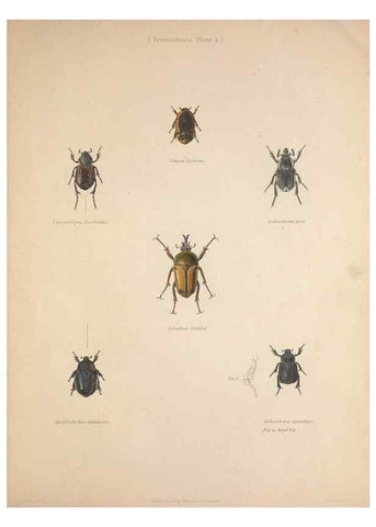 Reproducción/Reproduction 49806492358: Illustrations of the zoology of South Africa. London :Smith, Elder and Co.,1838-1849.. 