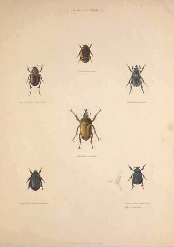Reproducción/Reproduction 49806492358: Illustrations of the zoology of South Africa. London :Smith, Elder and Co.,1838-1849.. 
