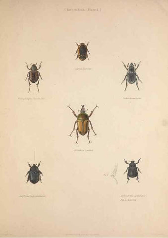 Reproducción/Reproduction 49806492358: Illustrations of the zoology of South Africa. London :Smith, Elder and Co.,1838-1849.. 