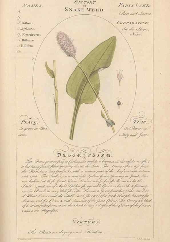 Reproducción/Reproduction 49788403557: Botanicum medicinale :. London :Printed for J. Millan, opposite the Admiralty, Whitehall,[1768?]. 