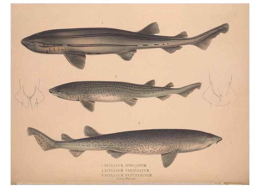 Reproducción/Reproduction 49806460783: Illustrations of the zoology of South Africa. London :Smith, Elder and Co.,1838-1849.. 