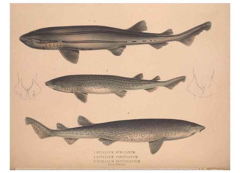 Reproducción/Reproduction 49806460783: Illustrations of the zoology of South Africa. London :Smith, Elder and Co.,1838-1849.. 