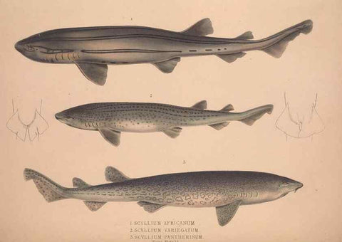 Reproducción/Reproduction 49806460783: Illustrations of the zoology of South Africa. London :Smith, Elder and Co.,1838-1849.. 