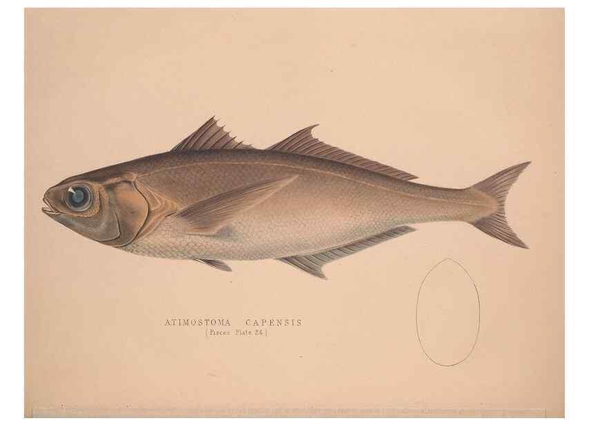 Reproducción/Reproduction 49807325812: Illustrations of the zoology of South Africa. London :Smith, Elder and Co.,1838-1849.. 