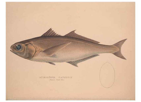 Reproducción/Reproduction 49807325812: Illustrations of the zoology of South Africa. London :Smith, Elder and Co.,1838-1849.. 