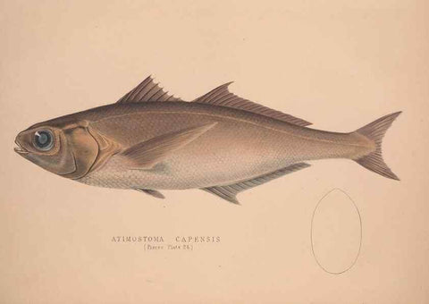 Reproducción/Reproduction 49807325812: Illustrations of the zoology of South Africa. London :Smith, Elder and Co.,1838-1849.. 