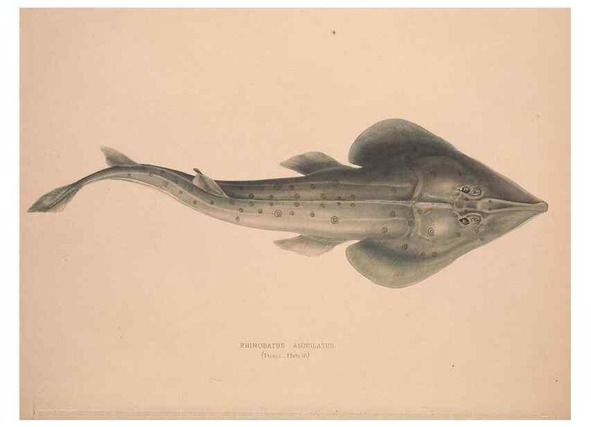 Reproducción/Reproduction 49807013346: Illustrations of the zoology of South Africa. London :Smith, Elder and Co.,1838-1849.. 