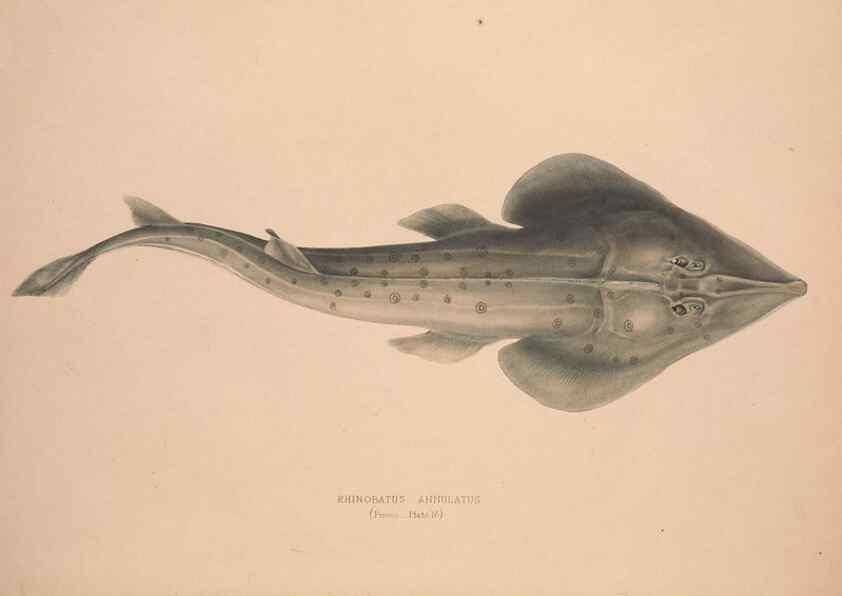 Reproducción/Reproduction 49807013346: Illustrations of the zoology of South Africa. London :Smith, Elder and Co.,1838-1849.. 