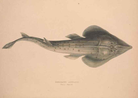 Reproducción/Reproduction 49807013346: Illustrations of the zoology of South Africa. London :Smith, Elder and Co.,1838-1849.. 