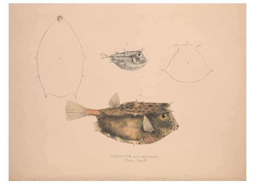 Reproducción/Reproduction 49806458013: Illustrations of the zoology of South Africa. London :Smith, Elder and Co.,1838-1849.. 