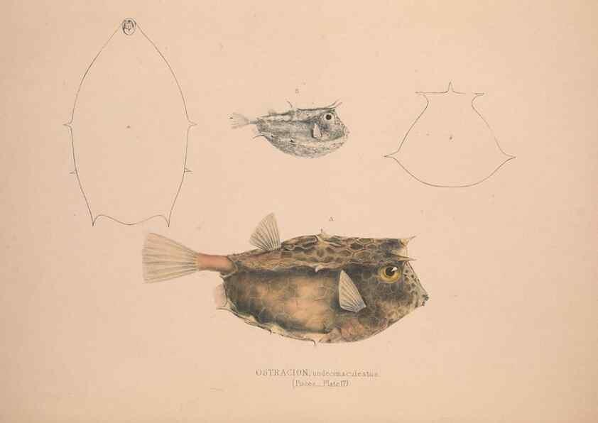 Reproducción/Reproduction 49806458013: Illustrations of the zoology of South Africa. London :Smith, Elder and Co.,1838-1849.. 