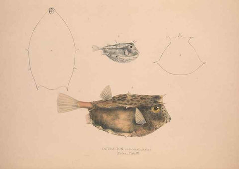 Reproducción/Reproduction 49806458013: Illustrations of the zoology of South Africa. London :Smith, Elder and Co.,1838-1849.. 