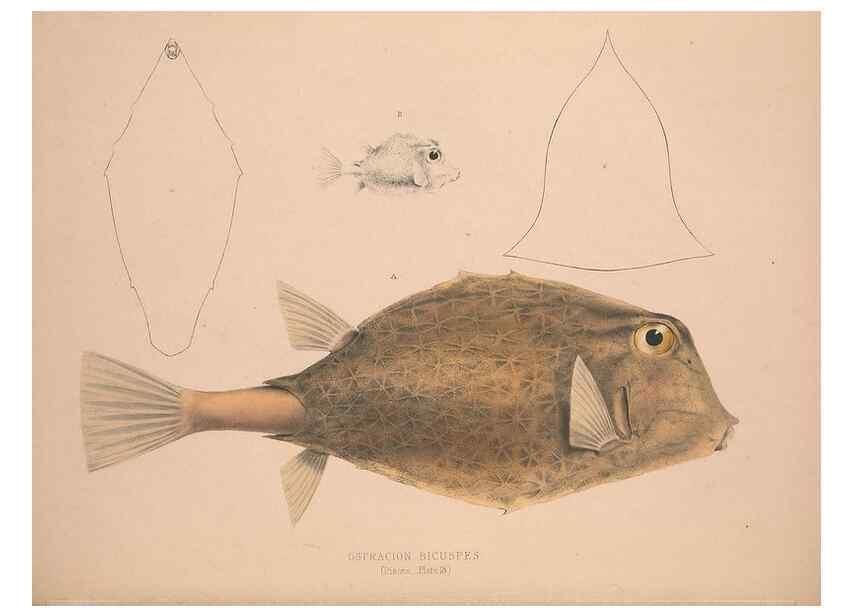 Reproducción/Reproduction 49807013876: Illustrations of the zoology of South Africa. London :Smith, Elder and Co.,1838-1849.. 