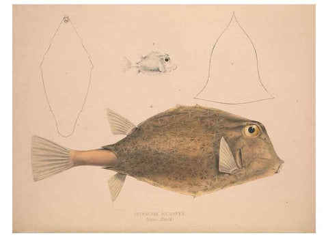 Reproducción/Reproduction 49807013876: Illustrations of the zoology of South Africa. London :Smith, Elder and Co.,1838-1849.. 