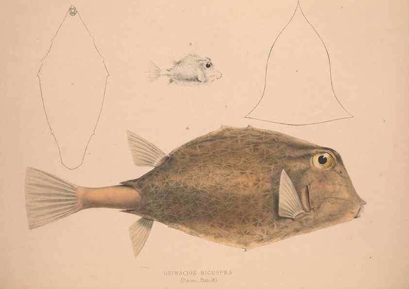 Reproducción/Reproduction 49807013876: Illustrations of the zoology of South Africa. London :Smith, Elder and Co.,1838-1849.. 
