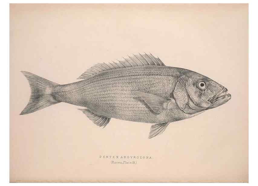 Reproducción/Reproduction 49807324057: Illustrations of the zoology of South Africa. London :Smith, Elder and Co.,1838-1849.. 