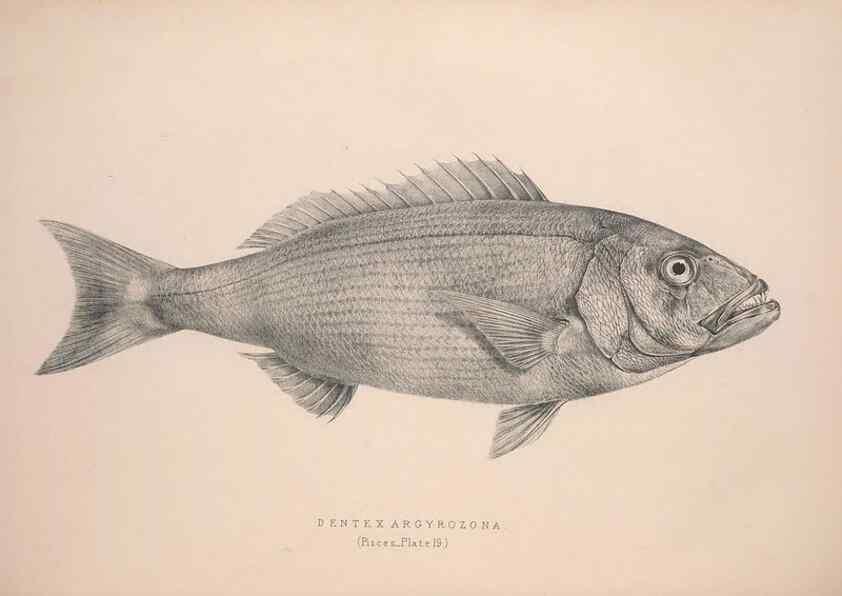 Reproducción/Reproduction 49807324057: Illustrations of the zoology of South Africa. London :Smith, Elder and Co.,1838-1849.. 