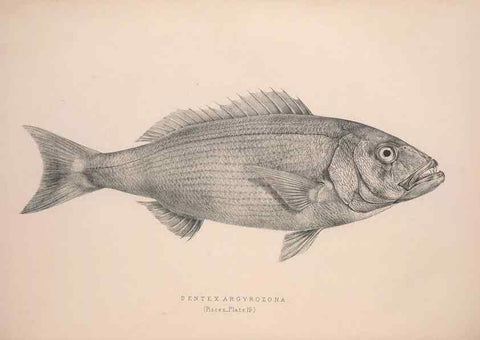 Reproducción/Reproduction 49807324057: Illustrations of the zoology of South Africa. London :Smith, Elder and Co.,1838-1849.. 