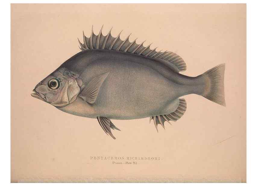Reproducción/Reproduction 49807014841: Illustrations of the zoology of South Africa. London :Smith, Elder and Co.,1838-1849.. 