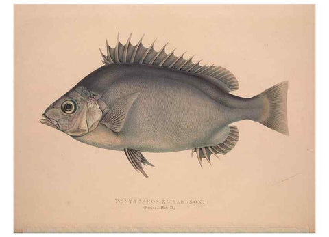 Reproducción/Reproduction 49807014841: Illustrations of the zoology of South Africa. London :Smith, Elder and Co.,1838-1849.. 