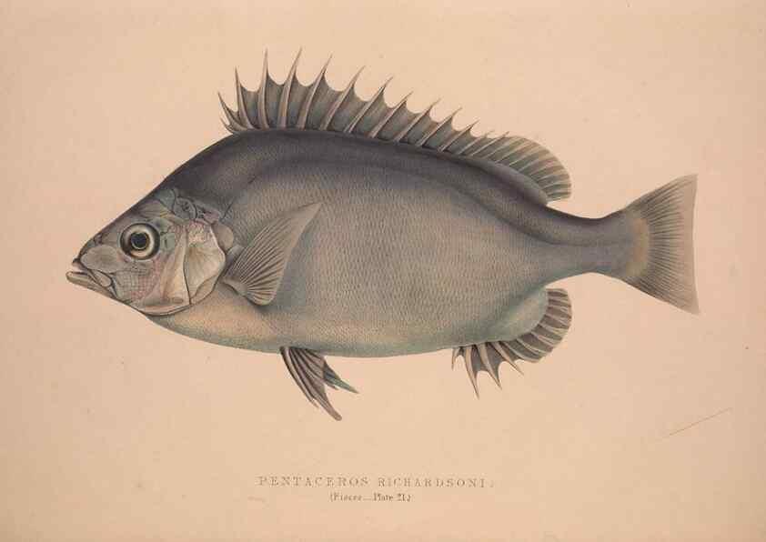 Reproducción/Reproduction 49807014841: Illustrations of the zoology of South Africa. London :Smith, Elder and Co.,1838-1849.. 