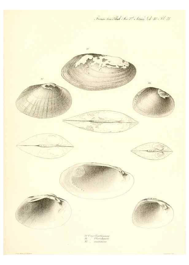 Reproducción/Reproduction 49807015271: Transactions of the American Philosophical Society.. Philadelphia [etc.]. 
