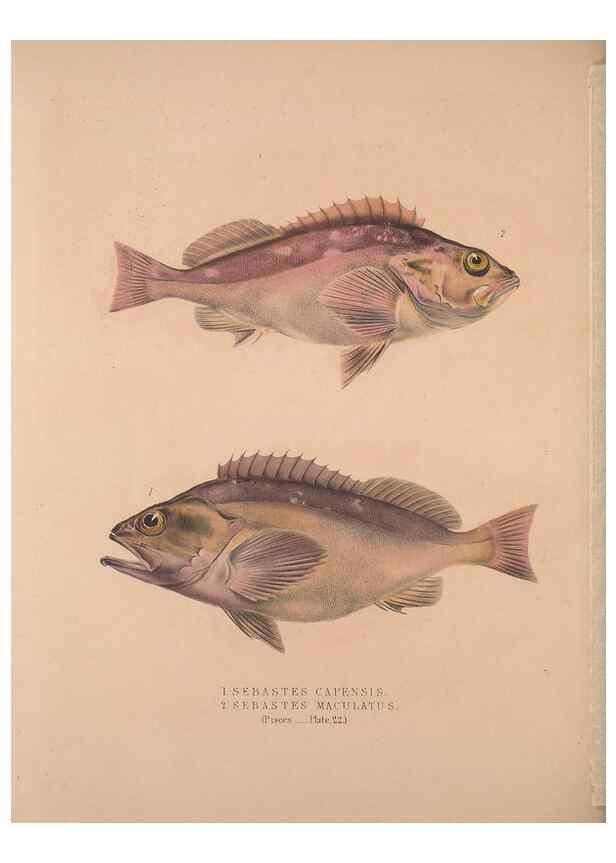 Reproducción/Reproduction 49807325092: Illustrations of the zoology of South Africa. London :Smith, Elder and Co.,1838-1849.. 