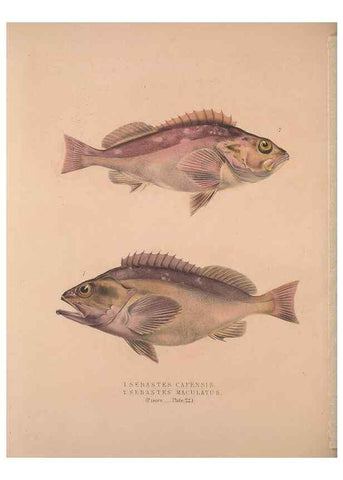 Reproducción/Reproduction 49807325092: Illustrations of the zoology of South Africa. London :Smith, Elder and Co.,1838-1849.. 