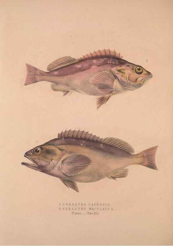 Reproducción/Reproduction 49807325092: Illustrations of the zoology of South Africa. London :Smith, Elder and Co.,1838-1849.. 