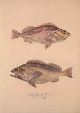 Reproducción/Reproduction 49807325092: Illustrations of the zoology of South Africa. London :Smith, Elder and Co.,1838-1849.. 