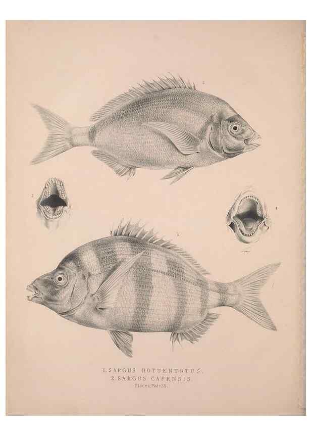 Reproducción/Reproduction 49806459933: Illustrations of the zoology of South Africa. London :Smith, Elder and Co.,1838-1849.. 
