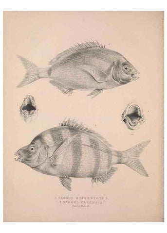 Reproducción/Reproduction 49806459933: Illustrations of the zoology of South Africa. London :Smith, Elder and Co.,1838-1849.. 