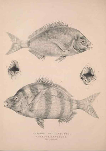 Reproducción/Reproduction 49806459933: Illustrations of the zoology of South Africa. London :Smith, Elder and Co.,1838-1849.. 