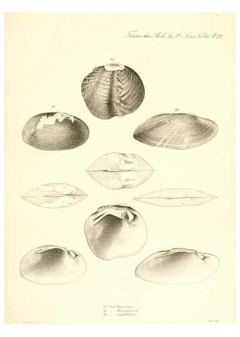 Reproducción/Reproduction 49806460053: Transactions of the American Philosophical Society.. Philadelphia [etc.]. 