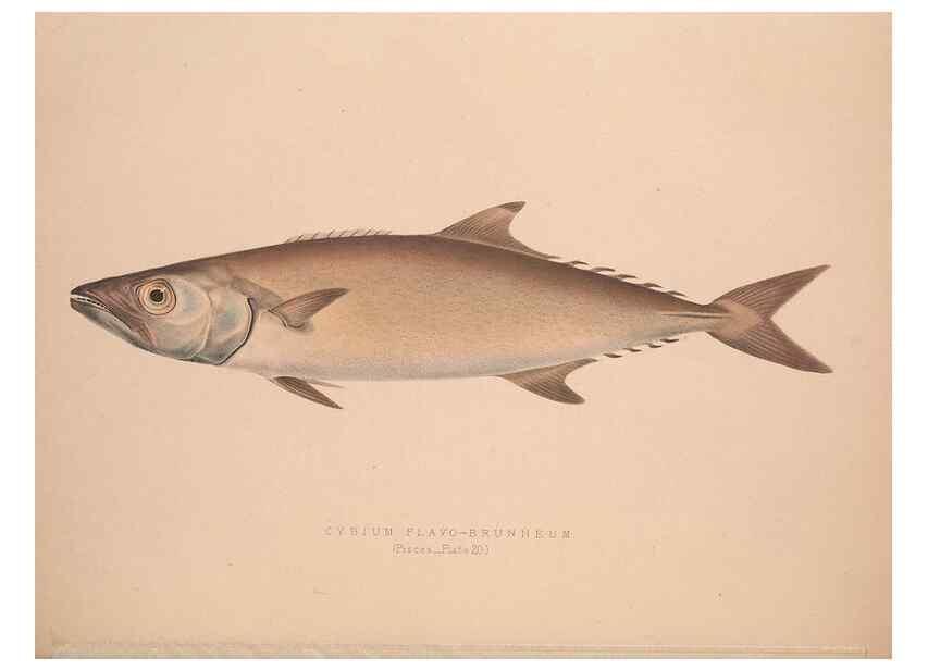 Reproducción/Reproduction 49806458918: Illustrations of the zoology of South Africa. London :Smith, Elder and Co.,1838-1849.. 