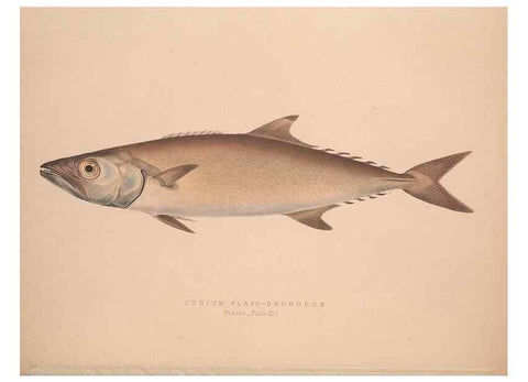 Reproducción/Reproduction 49806458918: Illustrations of the zoology of South Africa. London :Smith, Elder and Co.,1838-1849.. 